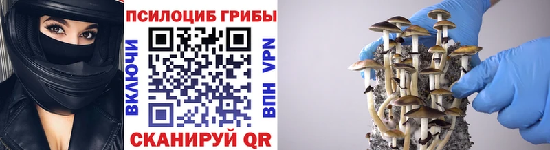 Галлюциногенные грибы Psilocybe  Ноябрьск 